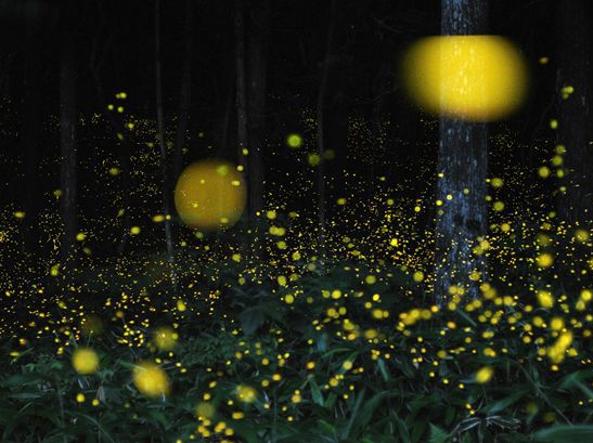 fireflies.jpg